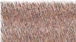 image: image from wild