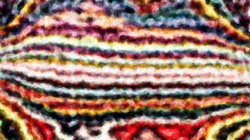 image: image from wild