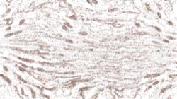 image: image from wild