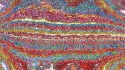 image: image from msg attractor ex