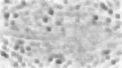 image: image from spread canvas