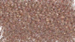 image: image from chuck's shooting stars