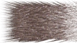 image: image from chuck's shooting stars