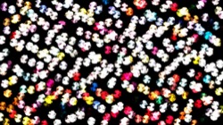 image: image from nagal series 03