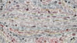 image: image from nagal series 08