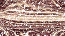 image: image from nagal series 11 liquid