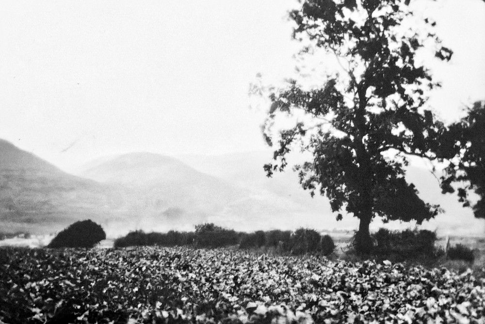 image: This is ‘generations (i) 35’.